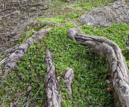 County Bridge Campground