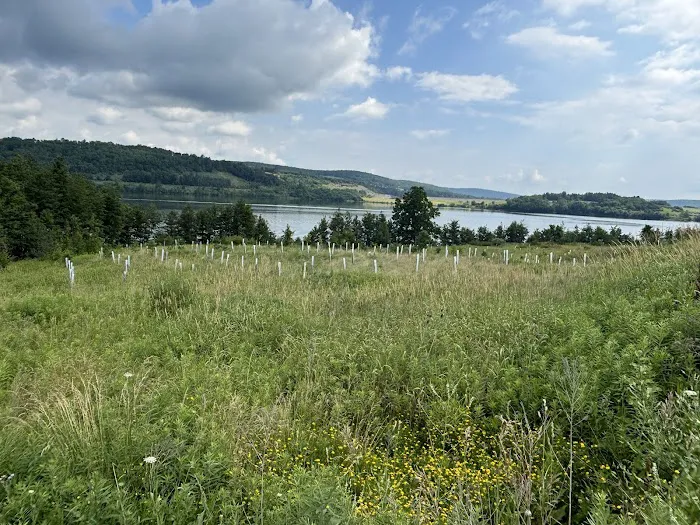 Ives Run Campground Picture 9