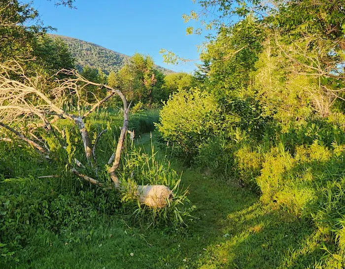 Ives Run Campground Picture 7