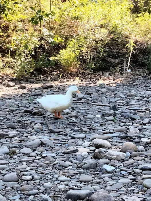 Sheshequin Campground Picture 1