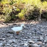 Sheshequin Campground
