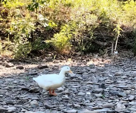 Sheshequin Campground