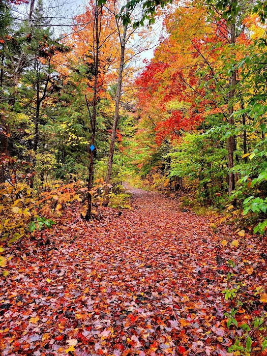 Grout Pond Campsites Picture 1