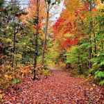 Grout Pond Campsites