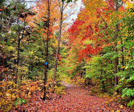 Grout Pond Campsites