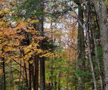 Grout Pond Recreation Area