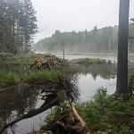 Stratton Pond Tenting Area