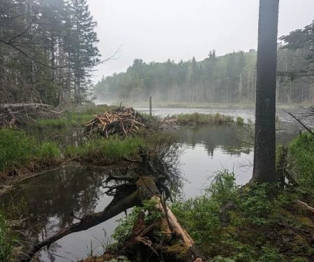Stratton Pond Tenting Area