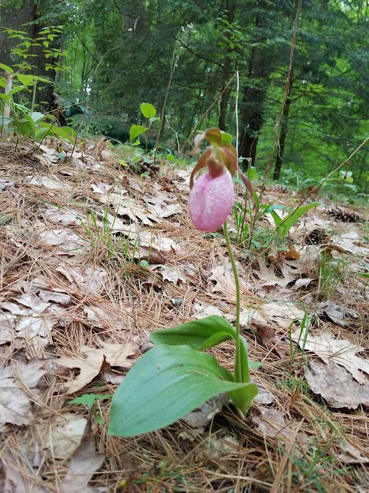 Partridge Hollow Campground Picture 5