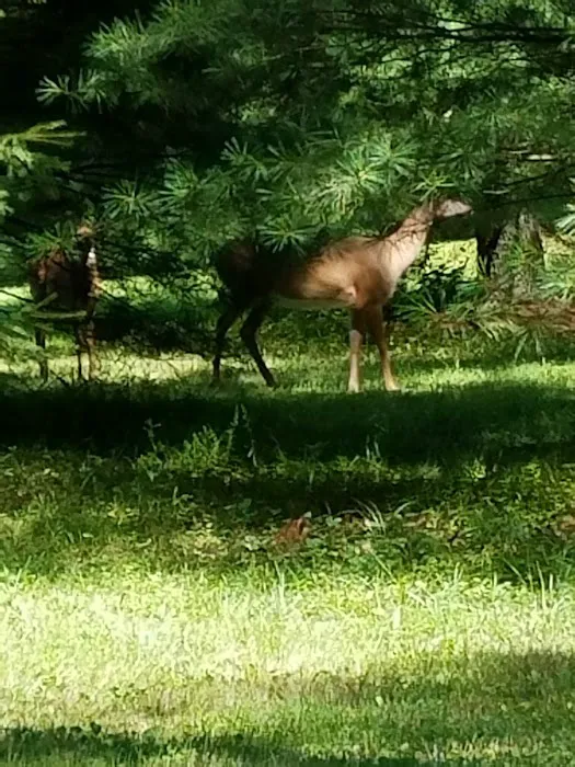 Laurel-Lock Campground Picture 5