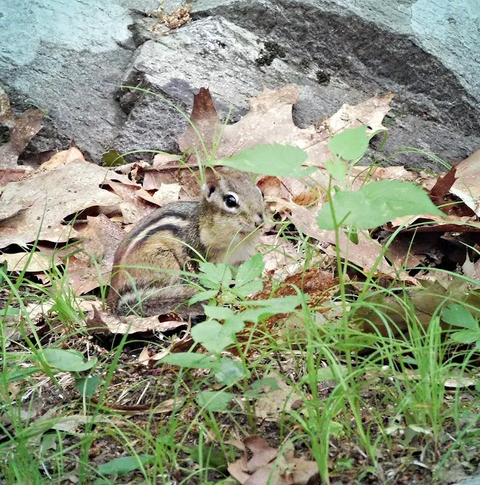 Laurel-Lock Campground Picture 2