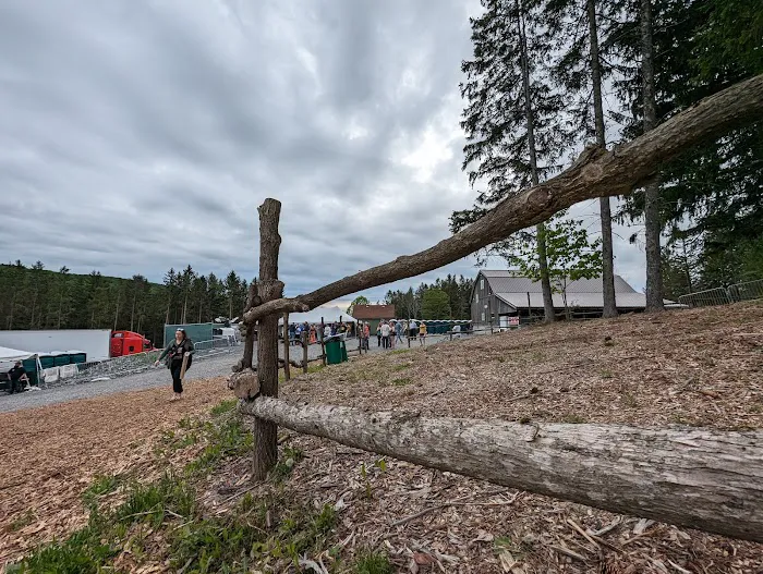 Wonderland Forest Picture 5