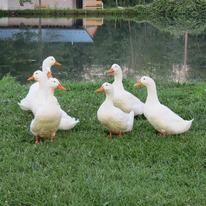 Hidden Creek Campground (2017) Picture 5