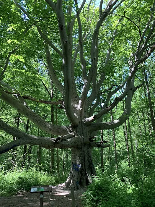 Susquehanna State Park Campground Picture 7