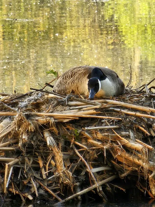 Gifford Pinchot State Park Campground Picture 1