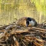 Gifford Pinchot State Park Campground