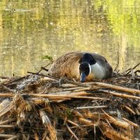 Gifford Pinchot State Park Campground ico