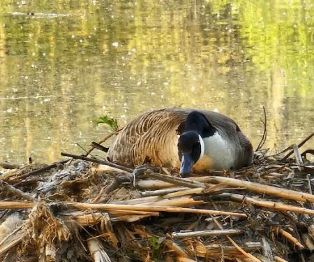 Gifford Pinchot State Park Campground