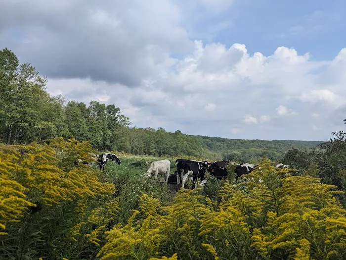 Blueberry Patch Campground Picture 9
