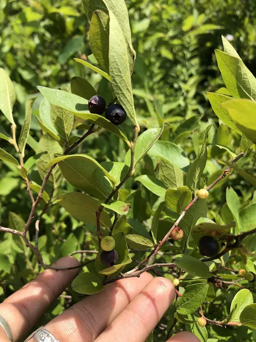 Blueberry Patch Campground Picture 4