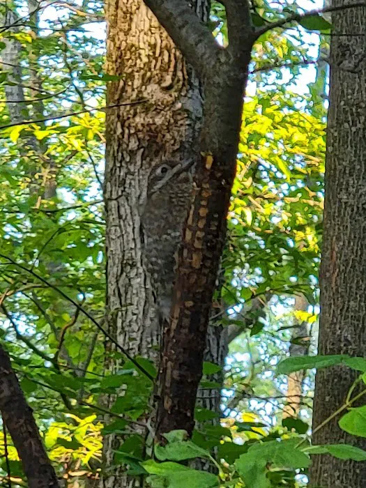 Blueberry Patch Campground Picture 7