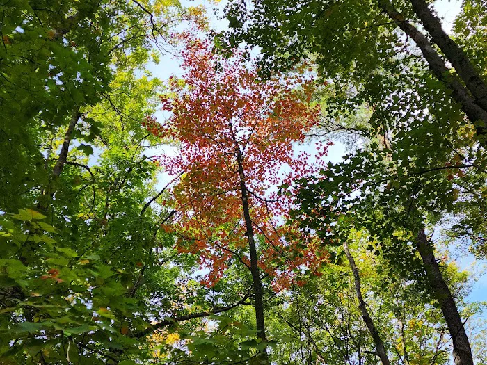 Blueberry Patch Campground Picture 2