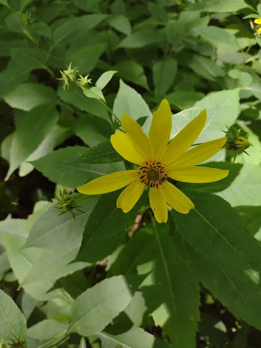 Potomac Group Campground Picture 10