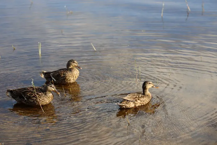 Backbone Horse Camp Picture 2