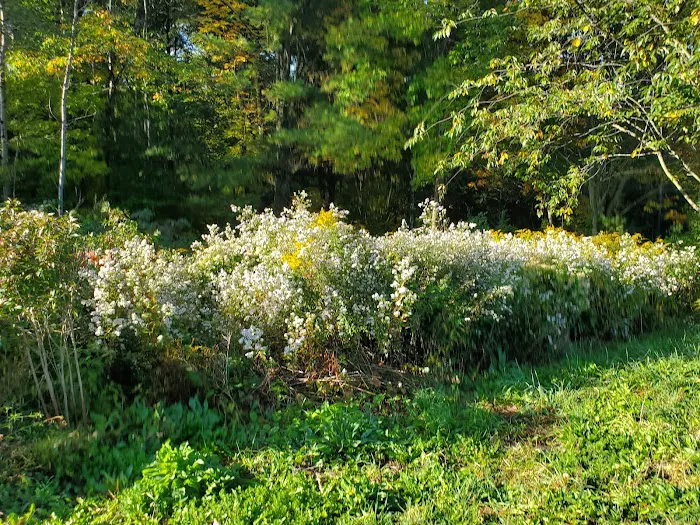 Foster pond camping area Picture 4