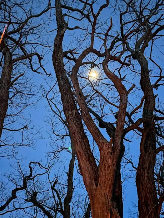 Foster pond camping area Picture 6