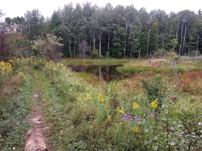 Foster pond camping area Picture 3