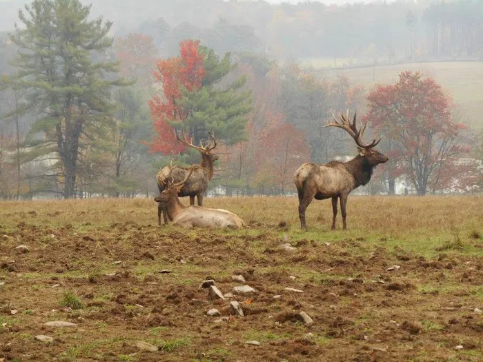 Scenic View Campground LLC Picture 5