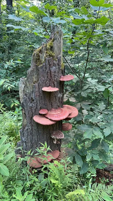 Free Camping/NY State Land Picture 1