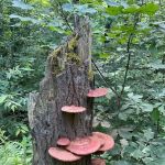 Free Camping/NY State Land