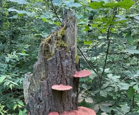 Free Camping/NY State Land