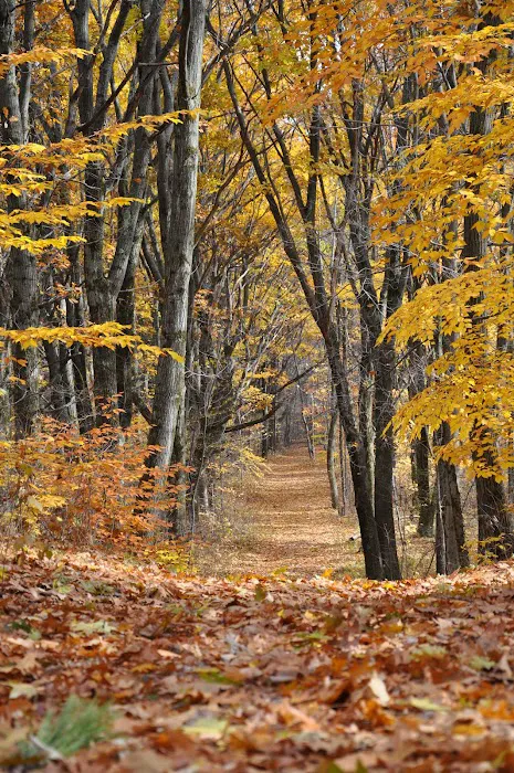 Sugar Hill Fire Tower Picture 5