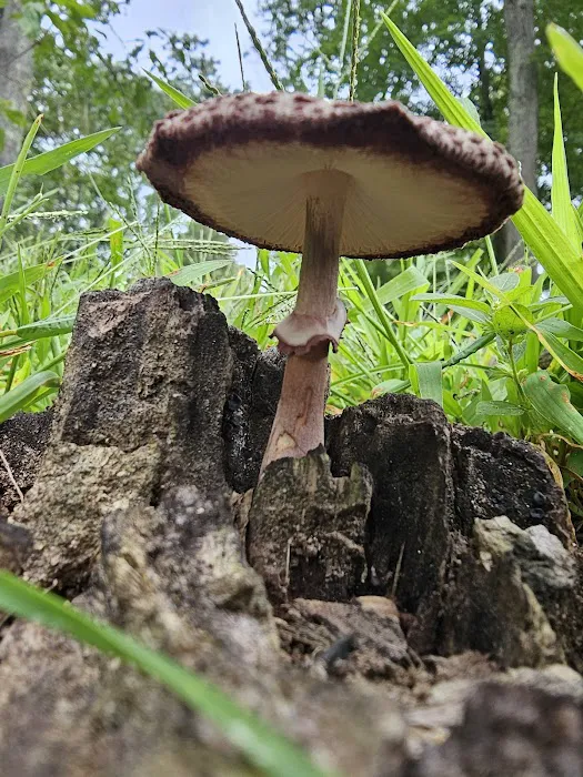 Highland Camp Ground Picture 9