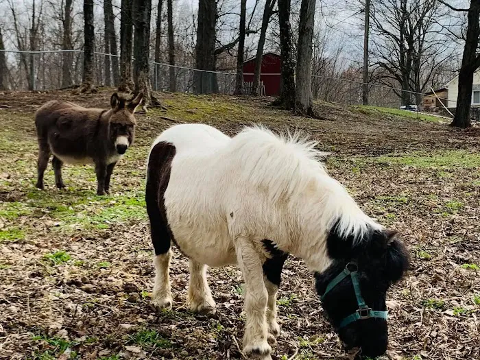 Shadow Hills Farm Picture 4