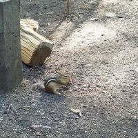 Luzerne Campground ico