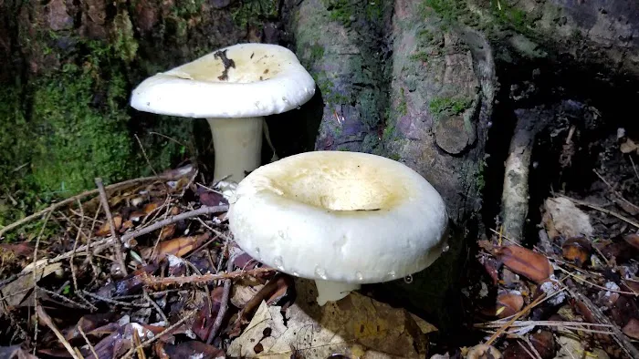 Luzerne Campground Picture 4