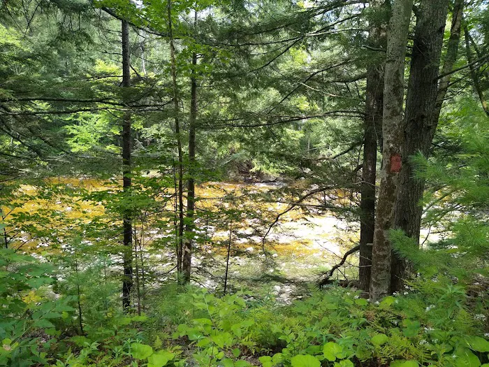 Winhall Brook Campground Picture 2