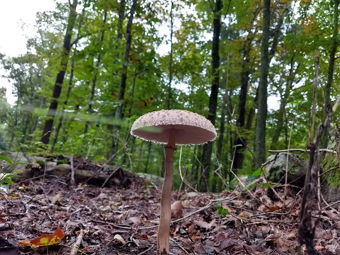 Charlie Brown Campground Picture 5