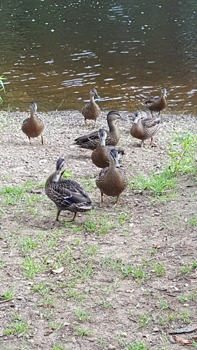 Peppertree Campground Picture 3