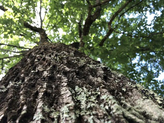 Cha-WI-MA Co-Op Picture 2