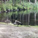 Pine lake campground