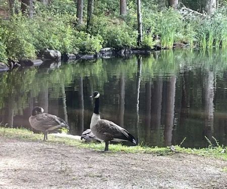 Pine lake campground