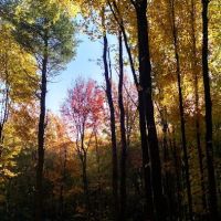 Beaver Pines Campground ico