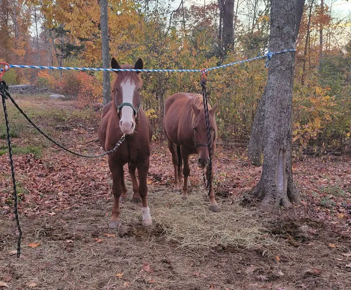 Silvermine Horse Campsite Picture 10