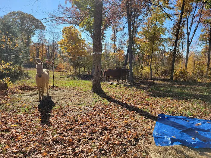 Silvermine Horse Campsite Picture 5