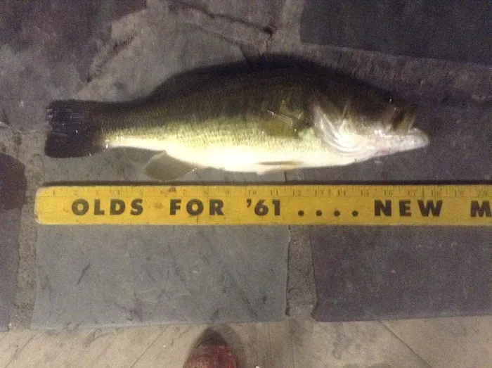 Shir-Roy Camping Area Picture 7